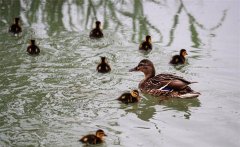 野鴨蛋怎么人工孵化，多少天出小鴨子？