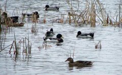 野鴨子會(huì)飛嗎？野鴨子的生活習(xí)性簡(jiǎn)介