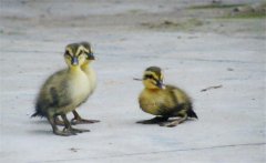 小野鴨子怎么養(yǎng)，小野鴨子喂什么食物好？