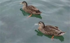 野鴨是幾級(jí)保護(hù)動(dòng)物？野鴨十大種類(lèi)(品種)簡(jiǎn)介