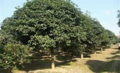 石楠是喬木還是灌木？石楠樹(shù)簡(jiǎn)介