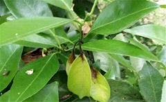 貢柑炭疽病的主要類型、危害癥狀與防治方法