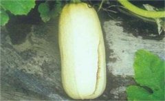 西葫蘆裂果的癥狀表現(xiàn)、主要原因及解決辦法