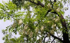 刺槐是喬木還是灌木？刺槐樹簡(jiǎn)介