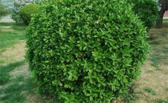 冬青屬于常綠喬木，冬青有哪些種類（品種）