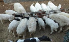 小蘇打喂羊的方法與用量，小蘇打喂羊的好處
