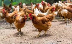 養(yǎng)雞戶如何做好禽流感的防治工作？