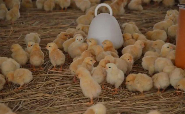 進(jìn)雛雞后什么時(shí)間開(kāi)水、開(kāi)食