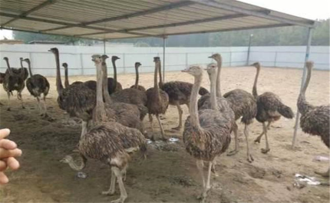 目前農(nóng)村可以養(yǎng)鴕鳥(niǎo)嗎
