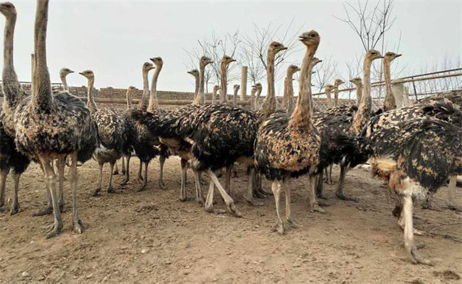 駝鳥(niǎo)一年能下幾枚蛋