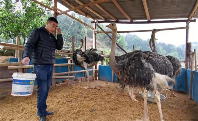 駝鳥(niǎo)怎么養(yǎng)