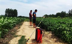 低溫時能噴草銨膦嗎？草銨膦噴后多久下雨有效