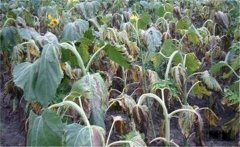 向日葵主要病蟲草害有哪些，如何防治？