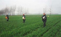 尿素怎么施不浪費(fèi)，施用尿素需要注意什么？