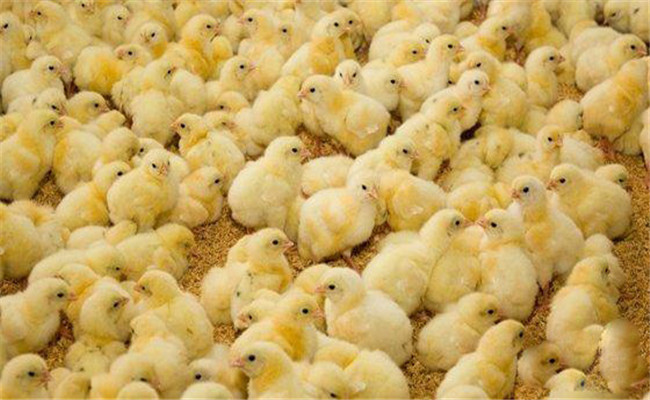 怎樣運(yùn)輸初生雛雞，要注意哪些事項(xiàng)