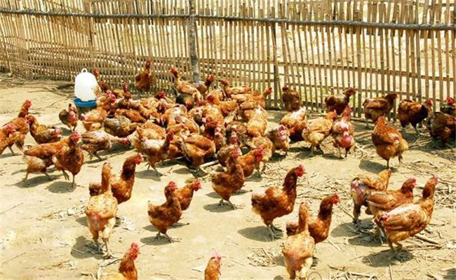 調(diào)整雞群、實(shí)施分群管理