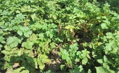 馬鈴薯黃萎病的癥狀特征、發(fā)病規(guī)律與防治方法