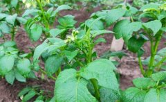 馬鈴薯青枯病的病原、癥狀、傳播方式防治方法