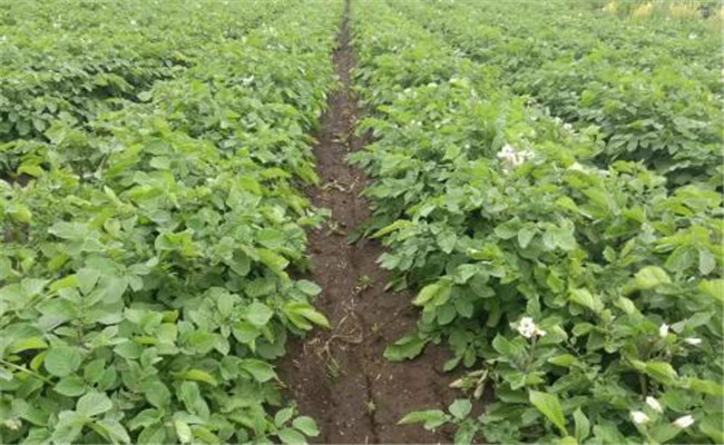 種植馬鈴薯什么肥料比較好