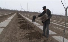 過磷酸鈣為什么要與有機肥混施，兩者如何混施