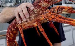 澳洲龍蝦怎樣養(yǎng)殖 蝦苗如何培育、成蝦如何養(yǎng)殖