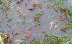 如何養(yǎng)小龍蝦？養(yǎng)殖小龍蝦需要什么條件與技術(shù)