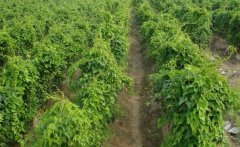 山藥的需肥特點，山藥如何施基肥、怎樣追肥