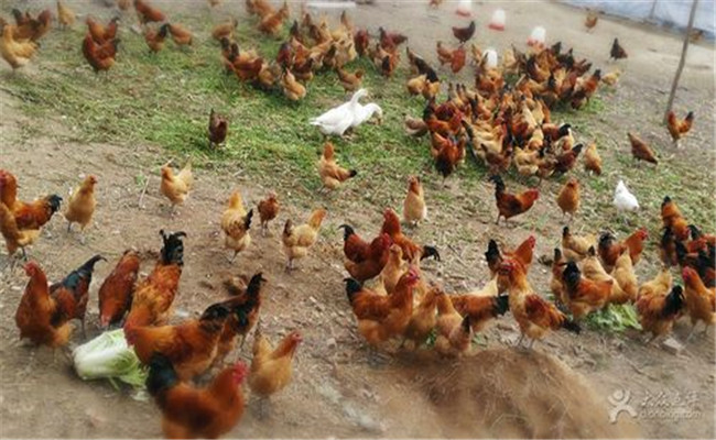 雞滴蟲病的傳播途徑是什么，如何預(yù)防雞滴蟲病