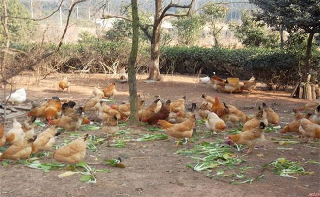 初冬把握六點，才能確保初產(chǎn)蛋雞高產(chǎn)、穩(wěn)產(chǎn)