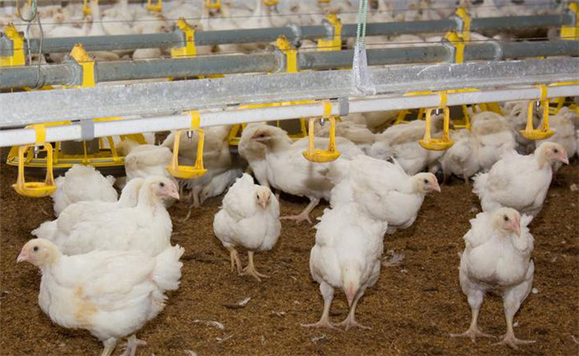 采用光照控制技術(shù)，促使肉雞快速生長的奧秘