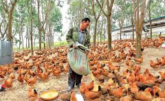 養(yǎng)雞用鹽的講究:飼料食鹽用量、食鹽中毒的防治