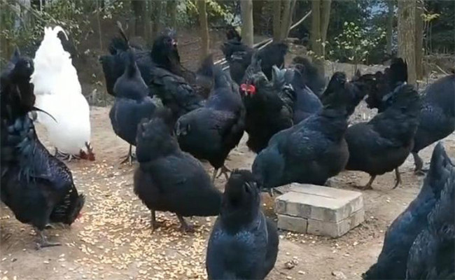 烏骨雞的分段飼養(yǎng)、放牧飼養(yǎng)與補喂砂礫方法