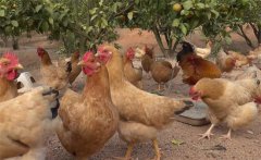 果園養(yǎng)雞有哪些講究，需要注意什么？