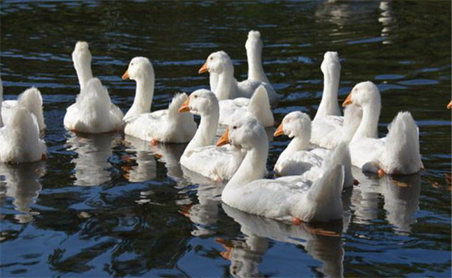 雛鴨常見(jiàn)病的癥狀表現(xiàn)及防治方法