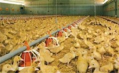 養(yǎng)鴨場(chǎng)雛鴨育雛方式有哪幾種，如何選擇？