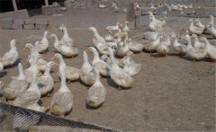 鴨養(yǎng)殖場如何加強(qiáng)科學(xué)飼養(yǎng)管理，提高經(jīng)濟(jì)效益