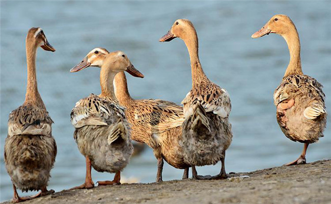 卡基一康貝爾鴨