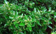 衛(wèi)矛的別名叫什么，衛(wèi)矛是常綠還是落葉植物？