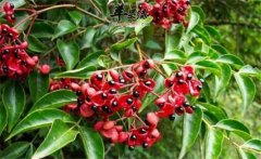 野鴉椿如何種植？野鴉椿的生態(tài)習(xí)性簡(jiǎn)介