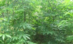 七葉樹是常綠還是落葉植物，七葉樹的生態(tài)習(xí)性