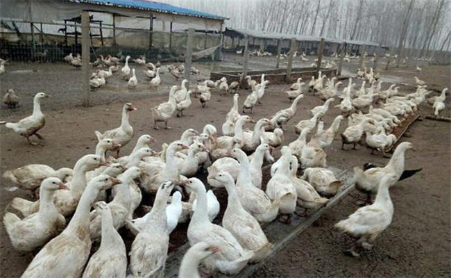 鵝場(chǎng)的選址要求