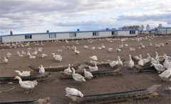 建設(shè)養(yǎng)鵝場地的基本條件，養(yǎng)鵝場主要建設(shè)指標(biāo)