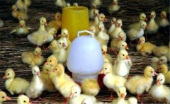 春季如何繁育雛鵝？雛鵝的飼養(yǎng)管理技術(shù)