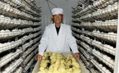 鵝孵化的過程中會出現(xiàn)哪些問題，如何解決？