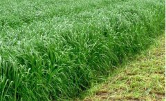 適合雞鴨鵝吃的牧草有哪些？