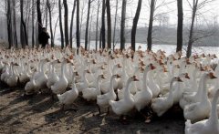 冬天養(yǎng)鵝怎樣過冬，冬季養(yǎng)鵝需要注意什么？