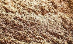 酒糟喂鵝有什么好處？酒糟喂鵝注意事項(xiàng)有哪些