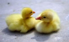 春季小鵝瘟發(fā)病規(guī)律，發(fā)生小鵝瘟后的處理方法