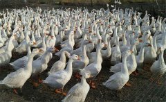 肉鵝規(guī)?；B(yǎng)殖如何獲得規(guī)模效益 高效養(yǎng)鵝方法