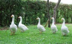 養(yǎng)鵝需要一定的環(huán)境和場(chǎng)地，這四大誤區(qū)可別犯